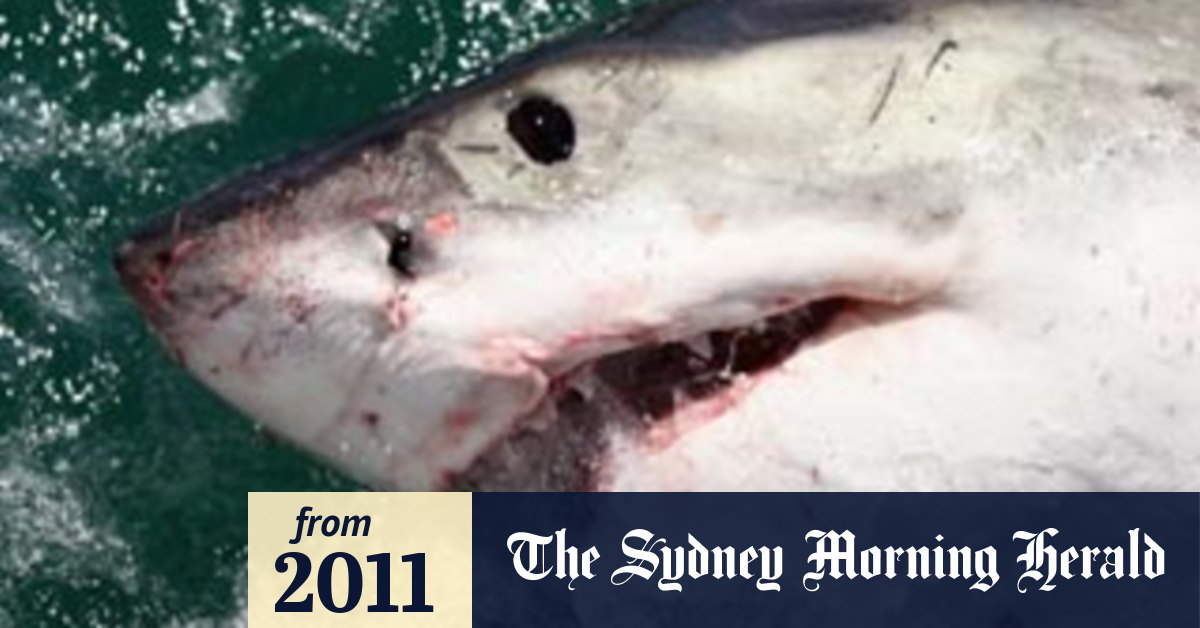 Great white shark hunt sets precedent: fisheries